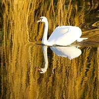 Buy canvas prints of Swimming Swan by David Thompson