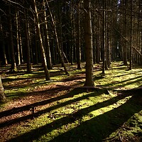 Buy canvas prints of Borough Woods Morpeth by David Thompson