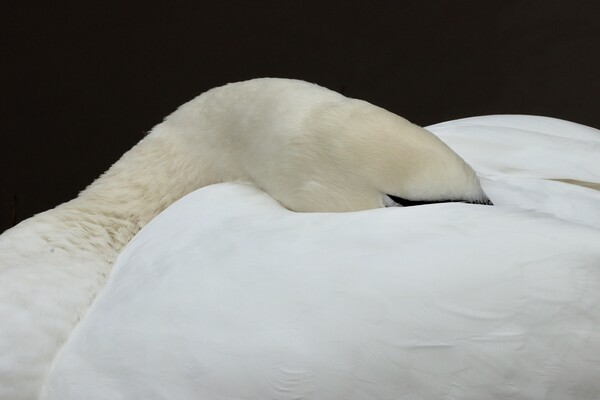 Swan asleep  Peace with the World Picture Board by David Thompson
