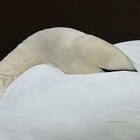 Buy canvas prints of Swan asleep  Peace with the World by David Thompson