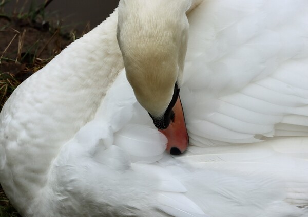 Swan  Preening River Wansbeck Morpeth Picture Board by David Thompson