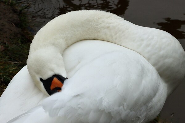 Swan Preening River Wansbeck  Morpeth Picture Board by David Thompson
