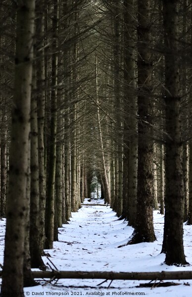 Morpeth Borough Woods Mitford Picture Board by David Thompson