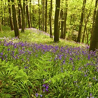 Buy canvas prints of Bluebell woods Morpeth Northumberland  by David Thompson
