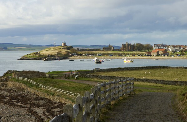 Holy island harbour from Lindisfarne castle Picture Board by David Thompson