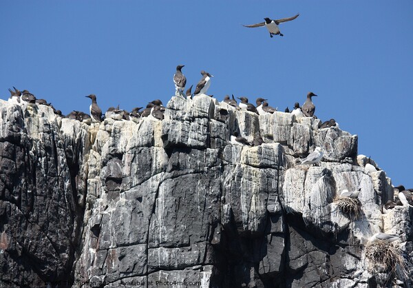 Farne Islands Northumberland Coast  Picture Board by David Thompson