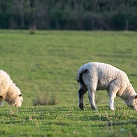 Buy canvas prints of A lamb and it’s mother eating  by Gareth Evans