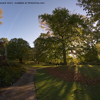 Buy canvas prints of Sun shines through a deciduous tree in sheffield botanical gardens by Rhys Leonard
