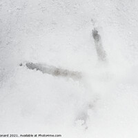 Buy canvas prints of Close up of a birds footprint in deep snow, belongs to a pheasant by Rhys Leonard