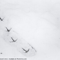 Buy canvas prints of Background snow texture, with fresh pheasant footprint trail by Rhys Leonard