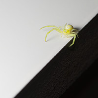 Buy canvas prints of Balancing on the sharp edge, a tiny yellow SPIDER by Rhys Leonard