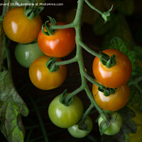 Buy canvas prints of 2 - Selected variation of freshly grown cherry plum tomatoes. Natural by Rhys Leonard