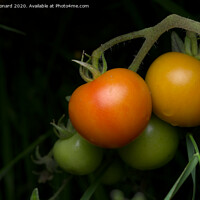 Buy canvas prints of 1 - Living bunch of 4 tomatoes, strobe lit on a dark background. by Rhys Leonard