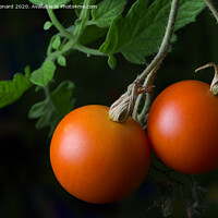 Buy canvas prints of 3 - Bright red ripe and ready to eat pair of home grown tomatoes. by Rhys Leonard