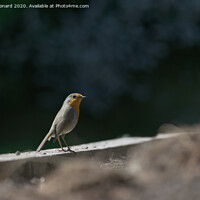 Buy canvas prints of Side profile as a red breast robin stands on wooden border. Catch light sparkles in the beady birds eye. by Rhys Leonard