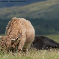 Buy canvas prints of Isle of Mull highland cattle grazing. by Rhys Leonard
