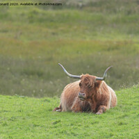 Buy canvas prints of Lone brown orange male highland bull sits down, lying on luscious green grass. by Rhys Leonard