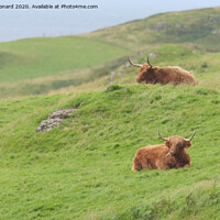 Buy canvas prints of Two male highland cattle bulls lye amongst windswept grass, one chews, one on a mound. by Rhys Leonard