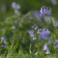 Buy canvas prints of native english bluebell by Rhys Leonard