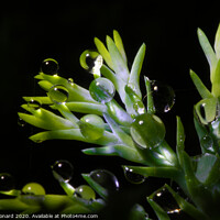 Buy canvas prints of droplets on hedge leaves by Rhys Leonard