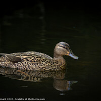 Buy canvas prints of Female mallard duck on water black background by Rhys Leonard