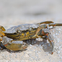 Buy canvas prints of Macro crab on a barnacle covered rock by Rhys Leonard