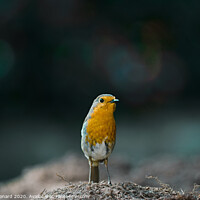 Buy canvas prints of A robin stands on mud by Rhys Leonard