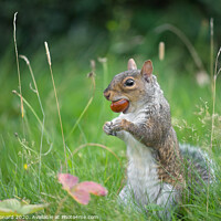 Buy canvas prints of Grey squirrel bites a conker by Rhys Leonard