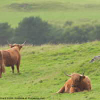 Buy canvas prints of Moody scene of 2 highland cattle scottish bulls by Rhys Leonard