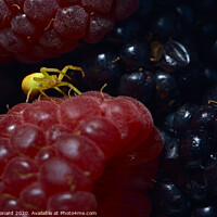 Buy canvas prints of Yellow sac black footed spider covered in berry juice on a raspberry. by Rhys Leonard
