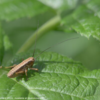 Buy canvas prints of Medium shot of a dark bush cricket on a raspberry plant leaf by Rhys Leonard