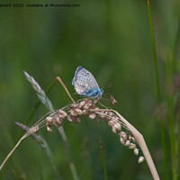 Buy canvas prints of Side profile dark background of a common blue butterfly by Rhys Leonard