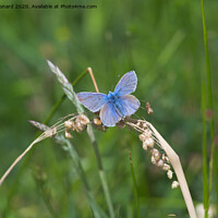 Buy canvas prints of Common blue butterfly spreads vivid blue wings by Rhys Leonard