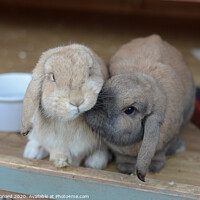 Buy canvas prints of Two dwarf lop rabbits show affectionate nudge by Rhys Leonard
