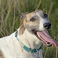 Buy canvas prints of Greyhound cools down after playing outdoors by Rhys Leonard