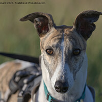 Buy canvas prints of Striking sunset portrait of pet greyhound, face ha by Rhys Leonard