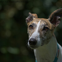 Buy canvas prints of Deep in thought, a sunlit pet greyhound looks away into copy space by Rhys Leonard