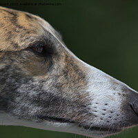 Buy canvas prints of Super close up side profile of greyhounds face and head. by Rhys Leonard