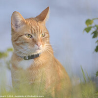 Buy canvas prints of Orange tabby cat amongst undergrowth by Rhys Leonard