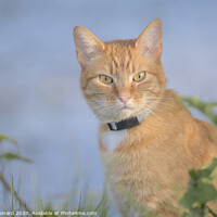 Buy canvas prints of Orange tabby cat amongst undergrowth stares at camera by Rhys Leonard