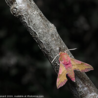 Buy canvas prints of Small elephant hawk moth colors pop as it meets an ant on a grey and brown barked branch. by Rhys Leonard