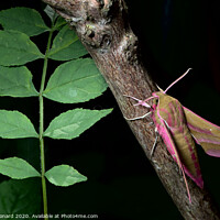 Buy canvas prints of Large elephant hawk-moth perches on a red barked branch, adjacent to young green leaves. by Rhys Leonard
