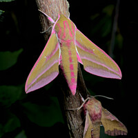 Buy canvas prints of Large and small colorful elephant hawk moth side by side for comparison by Rhys Leonard