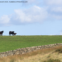 Buy canvas prints of Loving family of 3 cattle stand on the horizon of a luscious field by Rhys Leonard