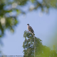 Buy canvas prints of Distant majestic portrait of a wood pigeon on top of an evergreen tree by Rhys Leonard