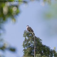 Buy canvas prints of Hard bright sunlight hits the face of a wood pigeon perched high up. by Rhys Leonard