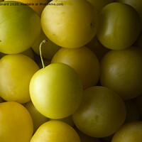 Buy canvas prints of Many yellow mirabelle plums background by Rhys Leonard