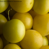 Buy canvas prints of Close shot of harvested yellow mirabelle plums lit from the right. by Rhys Leonard