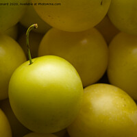 Buy canvas prints of Yellow mirabelle plums harvested, lit from top by Rhys Leonard