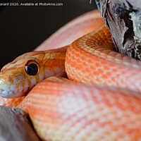 Buy canvas prints of Super macro close up of pet orange corn snakes face and eye. by Rhys Leonard